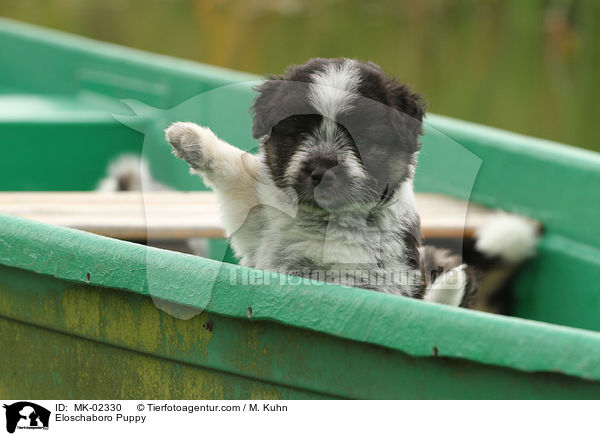 Eloschaboro Welpe / Eloschaboro Puppy / MK-02330