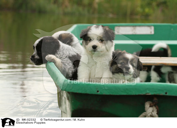 Eloschaboro Welpen / Eloschaboro Puppies / MK-02332