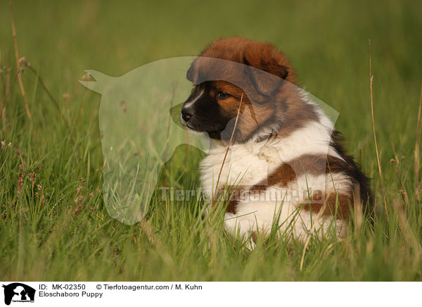 Eloschaboro Welpe / Eloschaboro Puppy / MK-02350