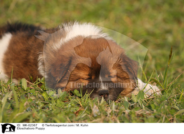 Eloschaboro Welpe / Eloschaboro Puppy / MK-02367