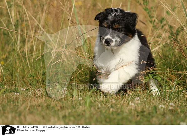 Eloschaboro Welpe / Eloschaboro Puppy / MK-02426