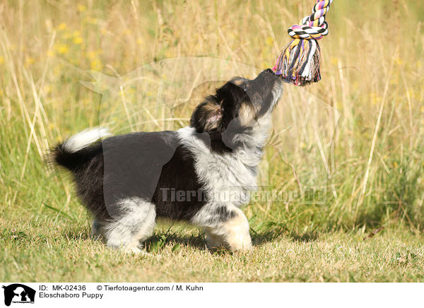 Eloschaboro Welpe / Eloschaboro Puppy / MK-02436