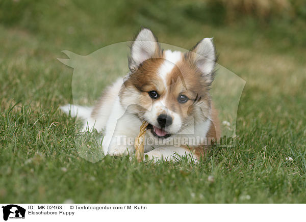 Eloschaboro Welpe / Eloschaboro Puppy / MK-02463