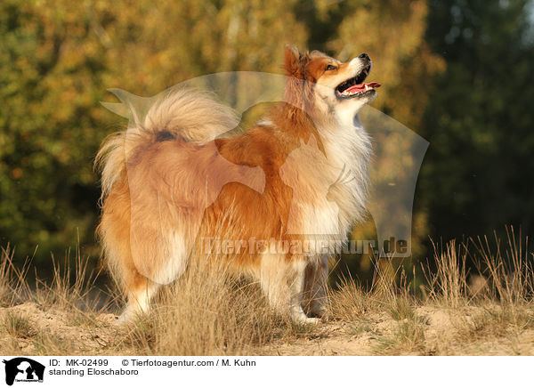 stehender Eloschaboro / standing Eloschaboro / MK-02499