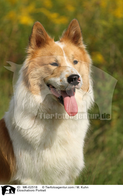 Eloschaboro Portrait / Eloschaboro Portrait / MK-02518