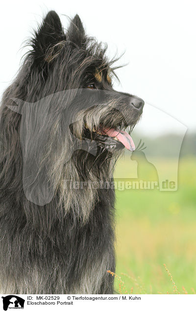 Eloschaboro Portrait / Eloschaboro Portrait / MK-02529