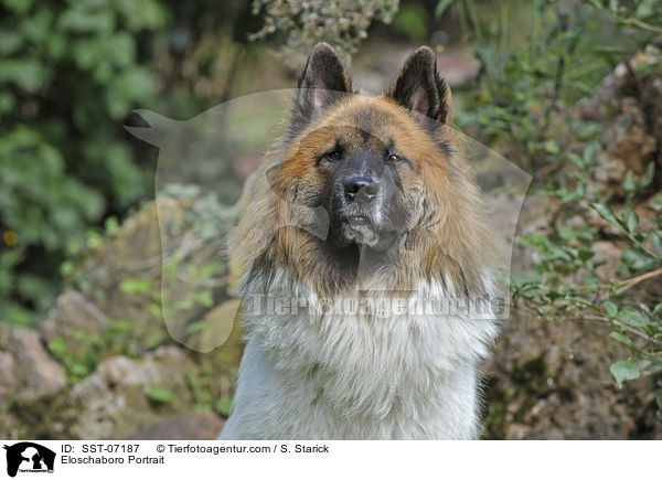Eloschaboro Portrait / Eloschaboro Portrait / SST-07187