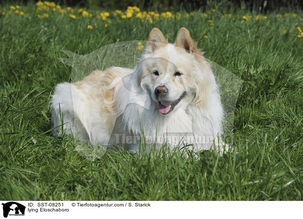 liegender Eloschaboro / lying Eloschaboro / SST-08251