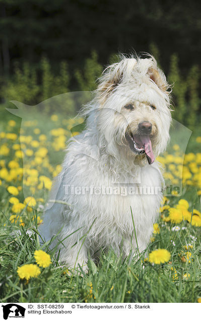 sitzender Eloschaboro / sitting Eloschaboro / SST-08259