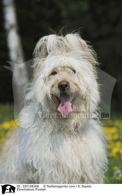 Eloschaboro Portrait / Eloschaboro Portrait / SST-08266