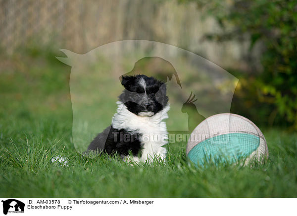 Eloschaboro Welpe / Eloschaboro Puppy / AM-03578