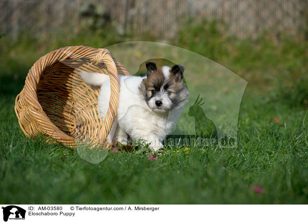 Eloschaboro Welpe / Eloschaboro Puppy / AM-03580