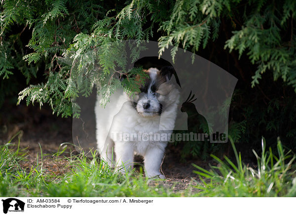 Eloschaboro Welpe / Eloschaboro Puppy / AM-03584