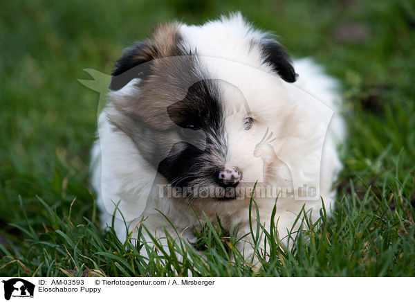 Eloschaboro Welpe / Eloschaboro Puppy / AM-03593