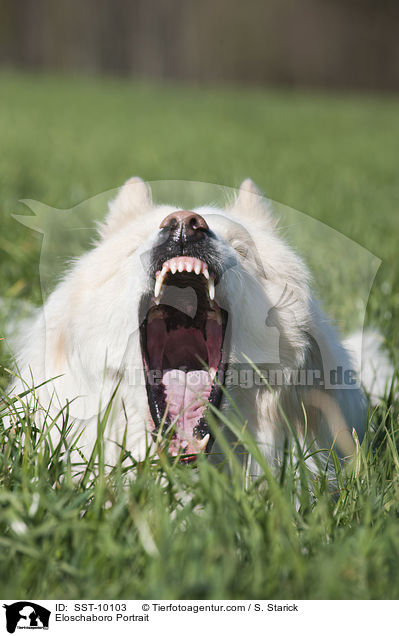 Eloschaboro Portrait / Eloschaboro Portrait / SST-10103