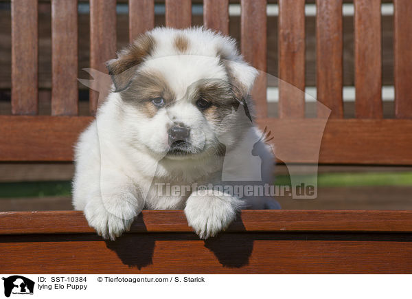 liegender Elo Welpe / lying Elo Puppy / SST-10384