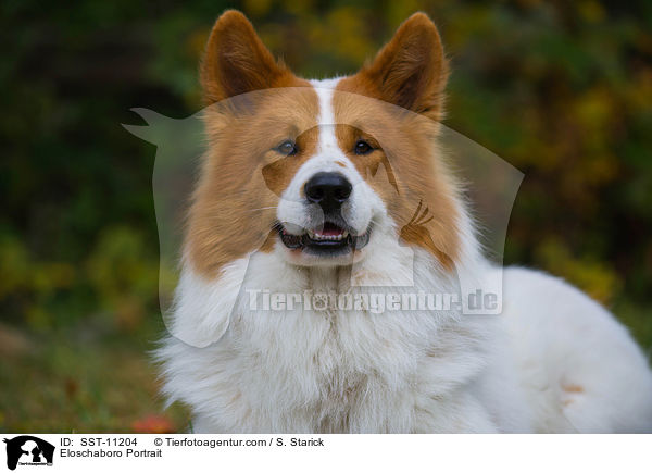Eloschaboro Portrait / Eloschaboro Portrait / SST-11204