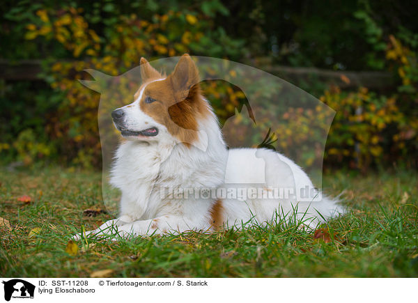 liegender Eloschaboro / lying Eloschaboro / SST-11208