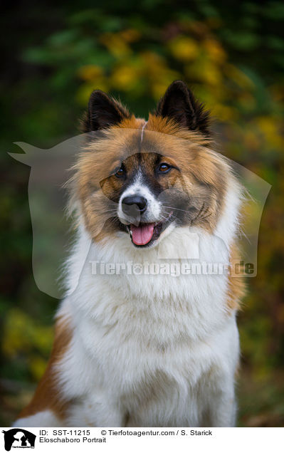 Eloschaboro Portrait / Eloschaboro Portrait / SST-11215
