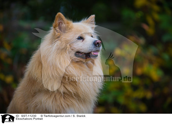 Eloschaboro Portrait / Eloschaboro Portrait / SST-11230