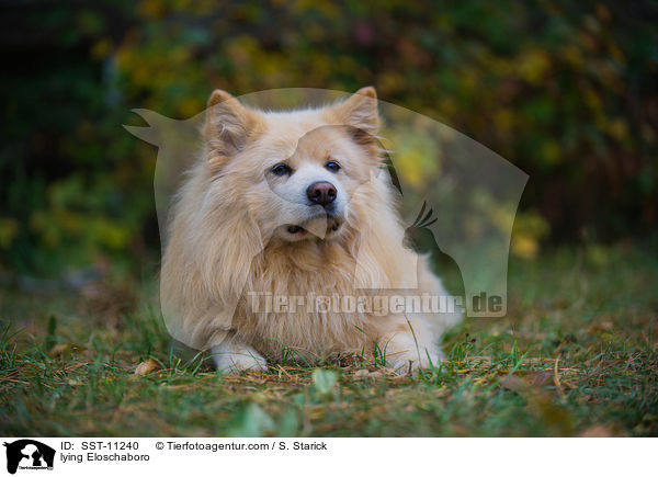 liegender Eloschaboro / lying Eloschaboro / SST-11240