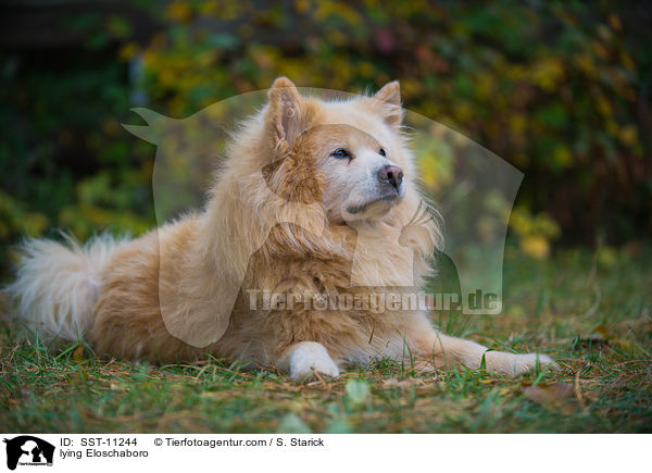 liegender Eloschaboro / lying Eloschaboro / SST-11244
