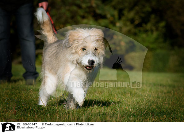 Eloschaboro Welpe / Eloschaboro Puppy / BS-05147