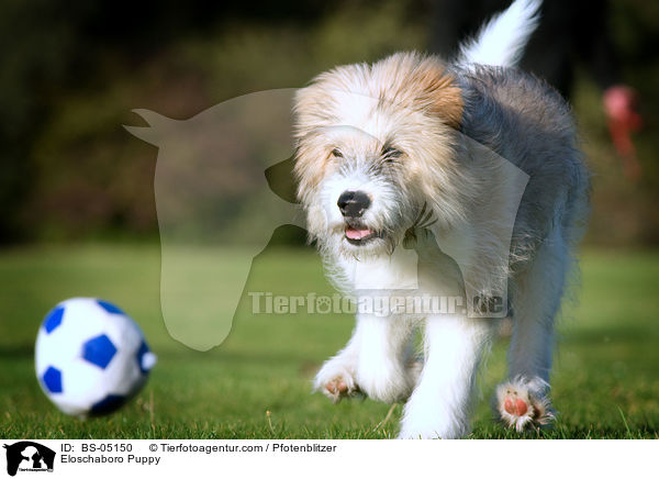 Eloschaboro Welpe / Eloschaboro Puppy / BS-05150