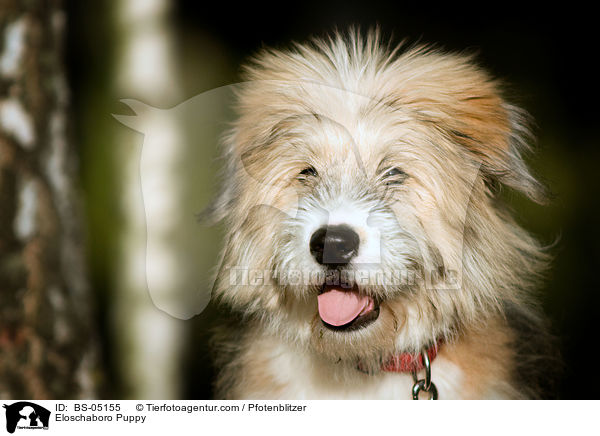 Eloschaboro Welpe / Eloschaboro Puppy / BS-05155
