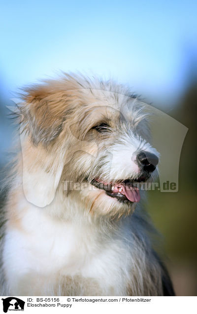 Eloschaboro Welpe / Eloschaboro Puppy / BS-05156