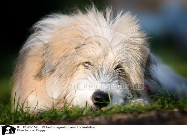 Eloschaboro Welpe / Eloschaboro Puppy / BS-05159