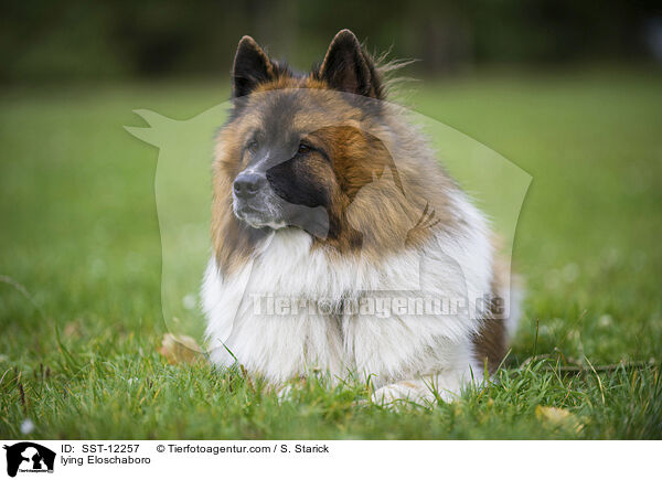 liegender Eloschaboro / lying Eloschaboro / SST-12257