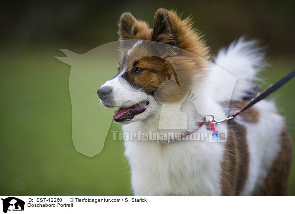 Eloschaboro Portrait / Eloschaboro Portrait / SST-12260