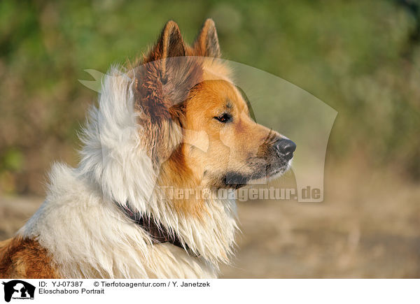 Eloschaboro Portrait / Eloschaboro Portrait / YJ-07387