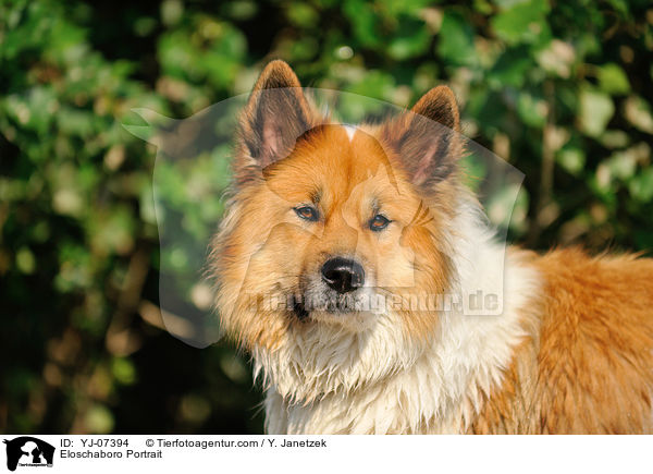 Eloschaboro Portrait / Eloschaboro Portrait / YJ-07394