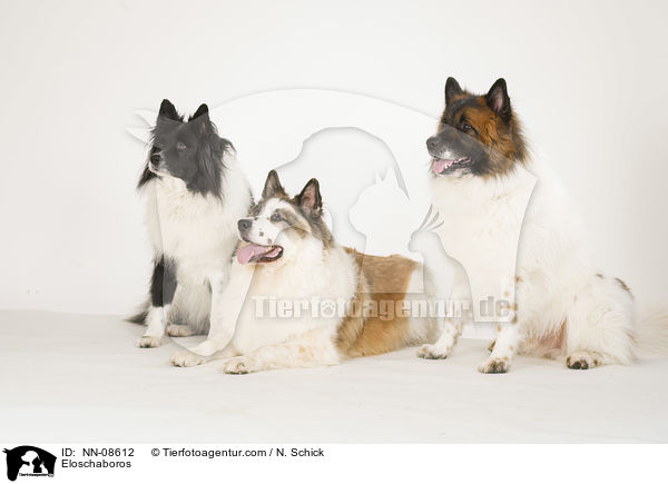 Eloschaboros / Eloschaboros / NN-08612