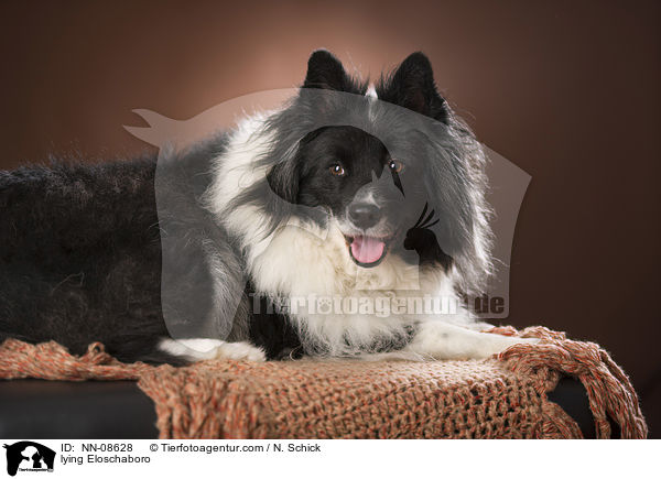 liegender Eloschaboro / lying Eloschaboro / NN-08628