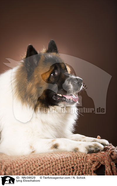 liegender Eloschaboro / lying Eloschaboro / NN-08629