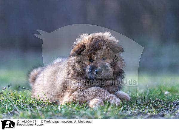 Eloschaboro Welpe / Eloschaboro Puppy / AM-04467