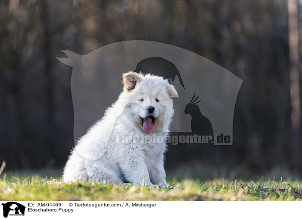 Eloschaboro Welpe / Eloschaboro Puppy / AM-04469