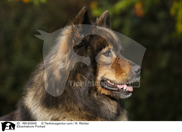 Eloschaboro Portrait / Eloschaboro Portrait / RR-90848