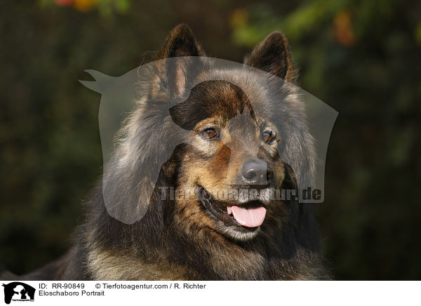 Eloschaboro Portrait / RR-90849