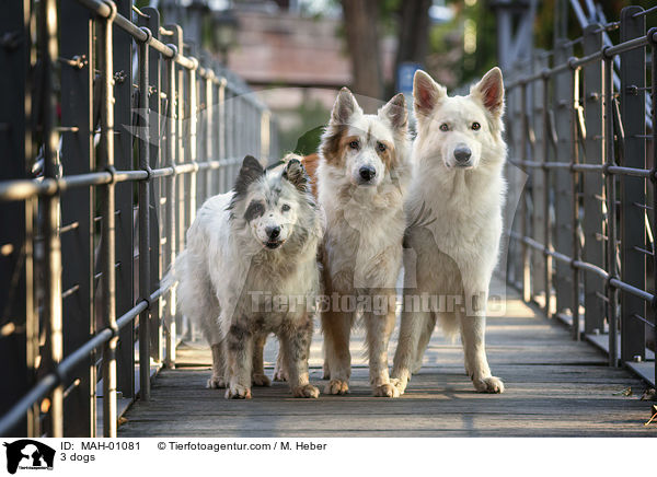 3 Hunde / 3 dogs / MAH-01081