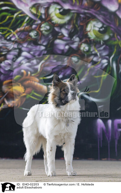 ausgewachsener Eloschaboro / adult Eloschaboro / EHO-02203