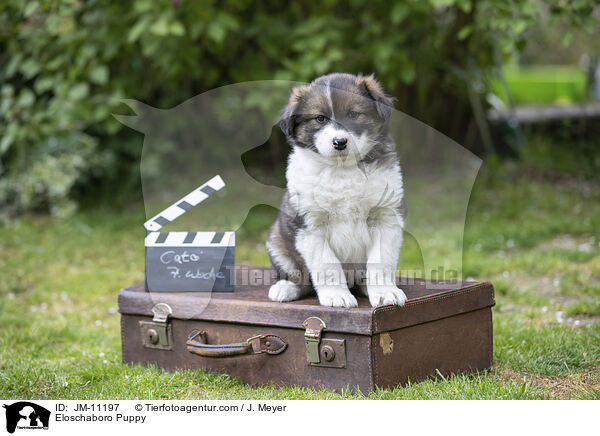 Eloschaboro Welpe / Eloschaboro Puppy / JM-11197