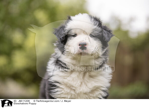 Eloschaboro Welpe / Eloschaboro Puppy / JM-11206