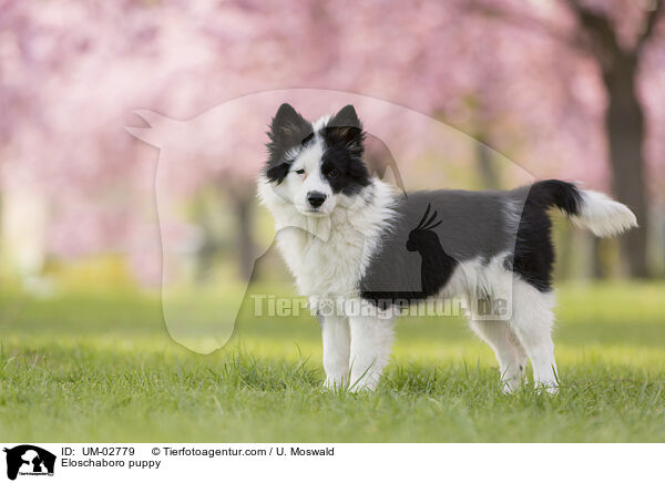 Eloschaboro Welpe / Eloschaboro puppy / UM-02779