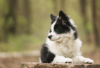 Eloschaboro puppy