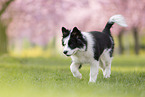Eloschaboro puppy