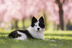 Eloschaboro puppy